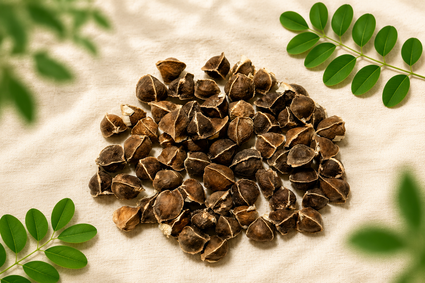 ODC-3 Moringa Oleifera Seeds | Fast Growing Miracle Tree | Drumstick Tree Seeds UK সজিনা বীজ