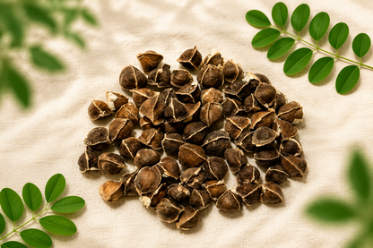 ODC-3 Moringa Oleifera Seeds | Fast Growing Miracle Tree | Drumstick Tree Seeds UK সজিনা বীজ