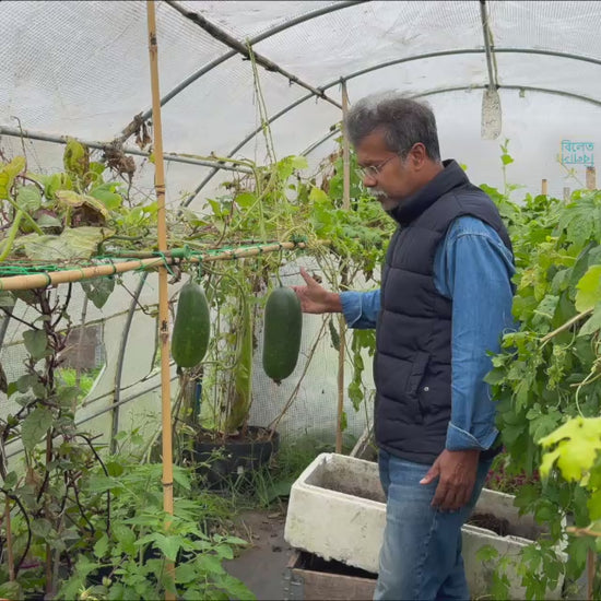 Bangladeshi Chal Kumra (Ash Gourd) seeds for planting in UK gardens