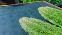 Long Bitter Gourd Korola Seeds: Genuine  Variety Easy-Grow for UK Gardens