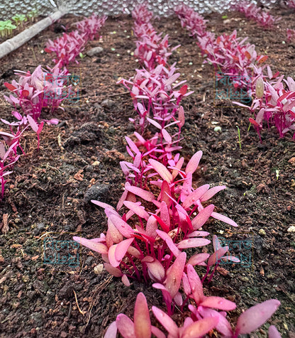 সেরা জাতের লাল শাক রক্ত জবা Rokto Joba Red Amaranth Seeds | High-Yield & Fast-Growing Lal Shak Variety