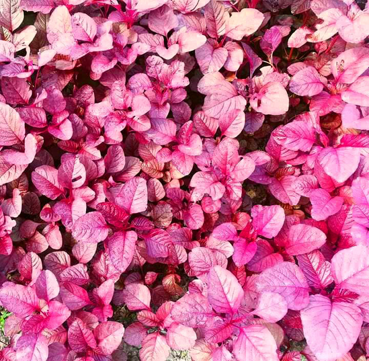 সেরা জাতের লাল শাক রক্ত জবা Rokto Joba Red Amaranth Seeds | High-Yield & Fast-Growing Lal Shak Variety