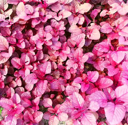 সেরা জাতের লাল শাক রক্ত জবা Rokto Joba Red Amaranth Seeds | High-Yield & Fast-Growing Lal Shak Variety