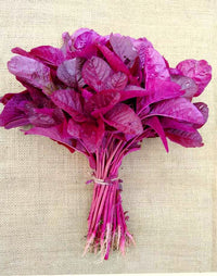 সেরা জাতের লাল শাক রক্ত জবা Rokto Joba Red Amaranth Seeds | High-Yield & Fast-Growing Lal Shak Variety