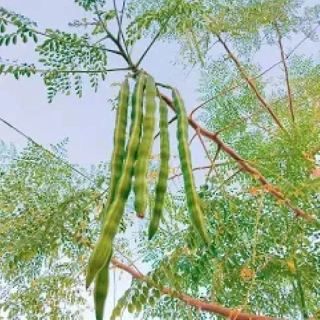 ODC-3 Moringa Oleifera Seeds | Fast Growing Miracle Tree | Drumstick Tree Seeds UK সজিনা বীজ