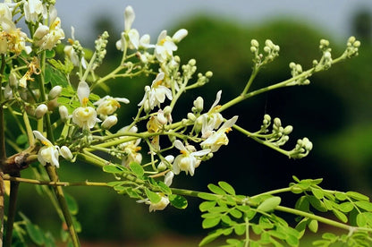 ODC-3 Moringa Oleifera Seeds | Fast Growing Miracle Tree | Drumstick Tree Seeds UK সজিনা বীজ
