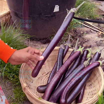 Slim Long Purple King Eggplant Seeds | Soft, Delicious & Super Productive Variety