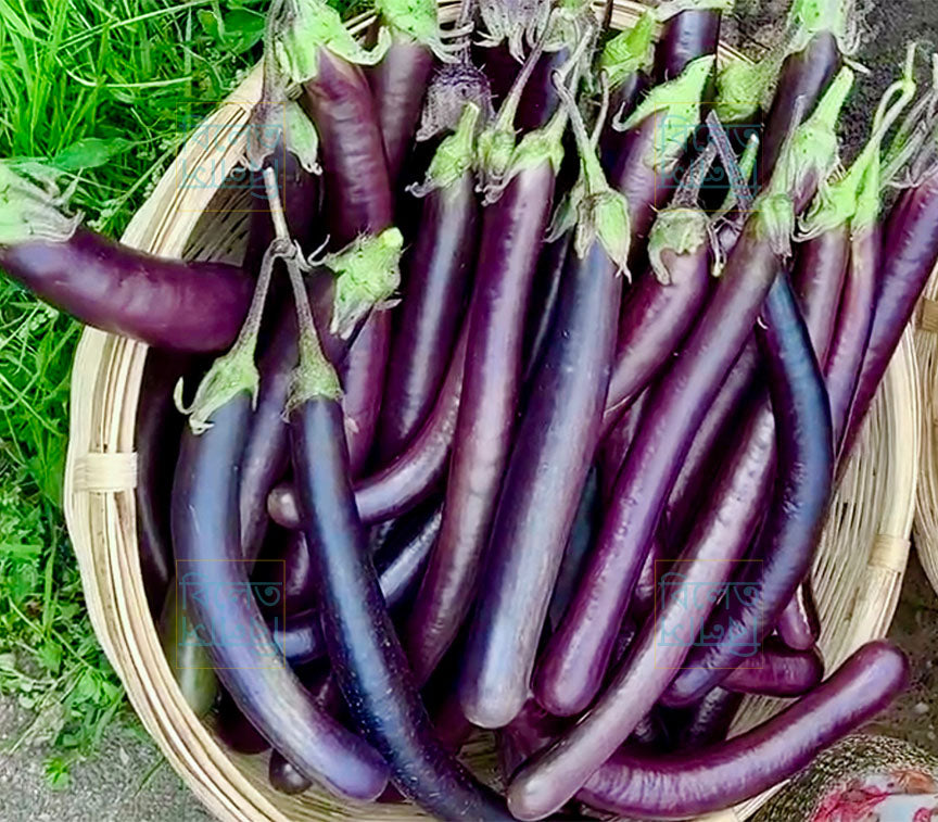 Slim Long Purple King Eggplant Seeds | Soft, Delicious & Super Productive Variety