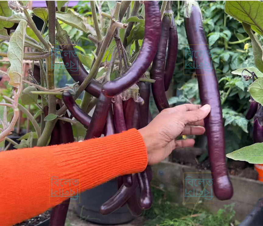 Slim Long Purple King Eggplant Seeds | Soft, Delicious & Super Productive Variety