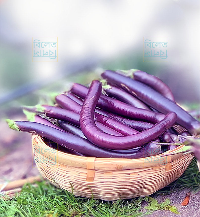Slim Long Purple King aubergine fruits – long, glossy purple eggplants with soft, creamy flesh grown in UK garden.