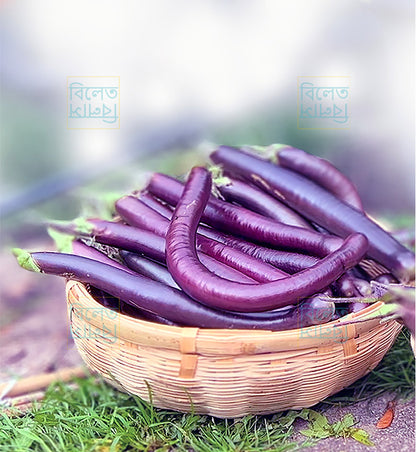 Slim Long Purple King aubergine fruits – long, glossy purple eggplants with soft, creamy flesh grown in UK garden.
