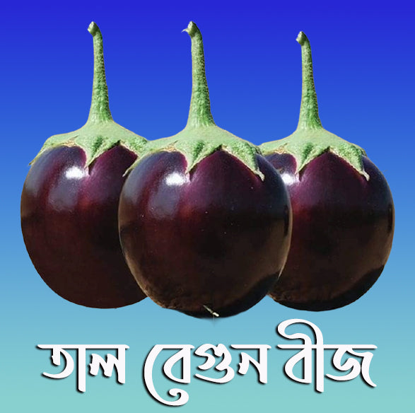 Bangladeshi Round Taal Begun – traditional soft round aubergine eggplant variety with high yield and disease resistance.