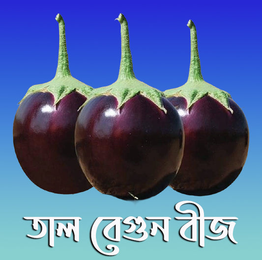 Bangladeshi Round Taal Begun – traditional soft round aubergine eggplant variety with high yield and disease resistance.