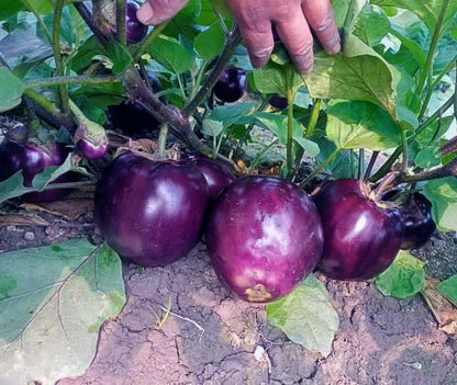 Bangladeshi Famous Round Taal Begun তাল বেগুণ | Aubergine | Eggplant Seeds