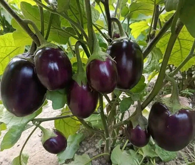 Bangladeshi Famous Round Taal Begun তাল বেগুণ | Aubergine | Eggplant Seeds