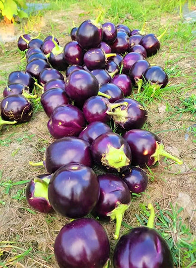 Bangladeshi Round Taal Begun – traditional soft round aubergine eggplant variety with high yield and disease resistance.