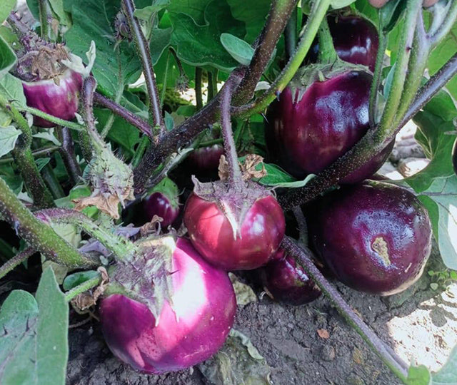 Bangladeshi Famous Round Taal Begun তাল বেগুণ | Aubergine | Eggplant Seeds