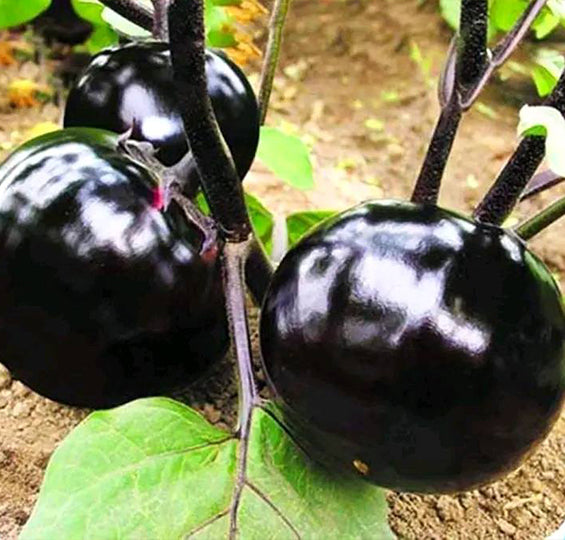 Bangladeshi Round Taal Begun – traditional soft round aubergine eggplant variety with high yield and disease resistance.