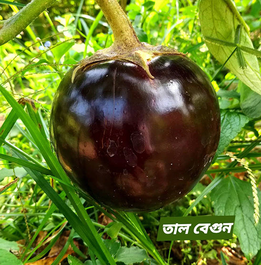 Bangladeshi Famous Round Taal Begun তাল বেগুণ | Aubergine | Eggplant Seeds