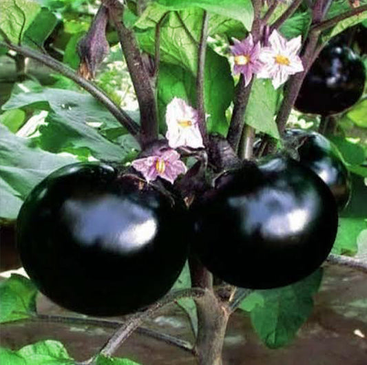 Bangladeshi Famous Round Taal Begun তাল বেগুণ | Aubergine | Eggplant Seeds