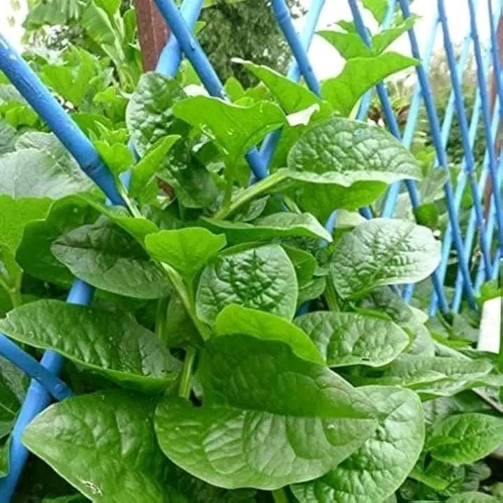 🇧🇩 Thick Stem Green Malabar Spinach Mota Doga Green Pui Shak Seeds মোটা ডগা পুঁই শাক বীজ