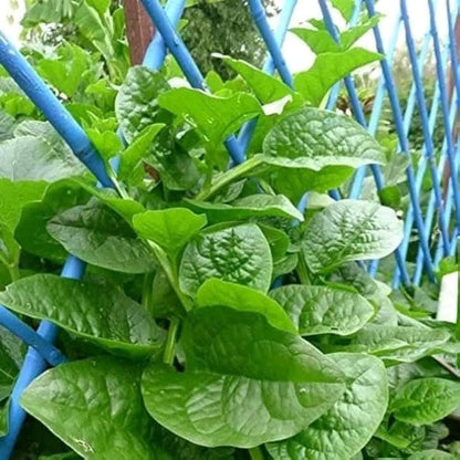 🇧🇩 Thick Stem Green Malabar Spinach Mota Doga Green Pui Shak Seeds মোটা ডগা পুঁই শাক বীজ