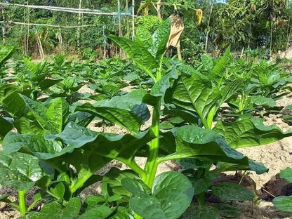 🇧🇩 Thick Stem Green Malabar Spinach Mota Doga Green Pui Shak Seeds মোটা ডগা পুঁই শাক বীজ