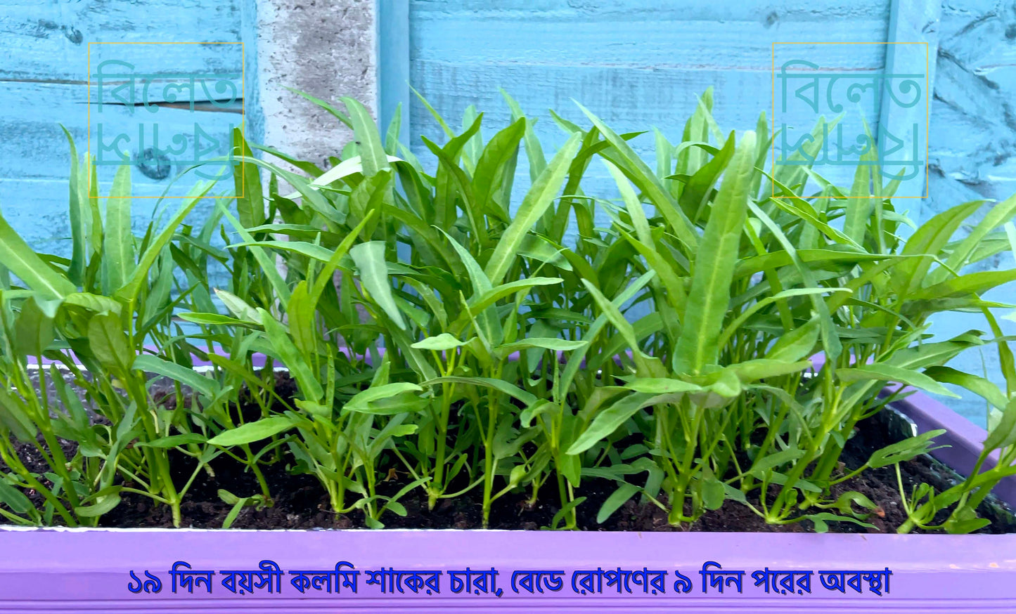 গিমা কলমী শাক Water Spinach Seeds (Gima Kolmi Shak) Thai Morning Glory Kangkong – Genuine Bangladeshi Seeds