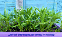 গিমা কলমী শাক Water Spinach Seeds (Gima Kolmi Shak) Thai Morning Glory Kangkong – Genuine Bangladeshi Seeds