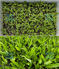 গিমা কলমী শাক Water Spinach Seeds (Gima Kolmi Shak) Thai Morning Glory Kangkong – Genuine Bangladeshi Seeds