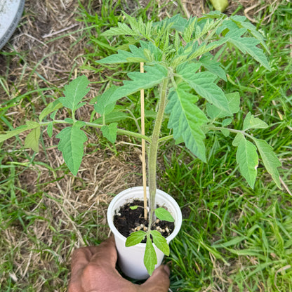 🍅 Super Tasty Yellow Tomato Seedlings (টমেটো চারা) | Soft, Delicious
