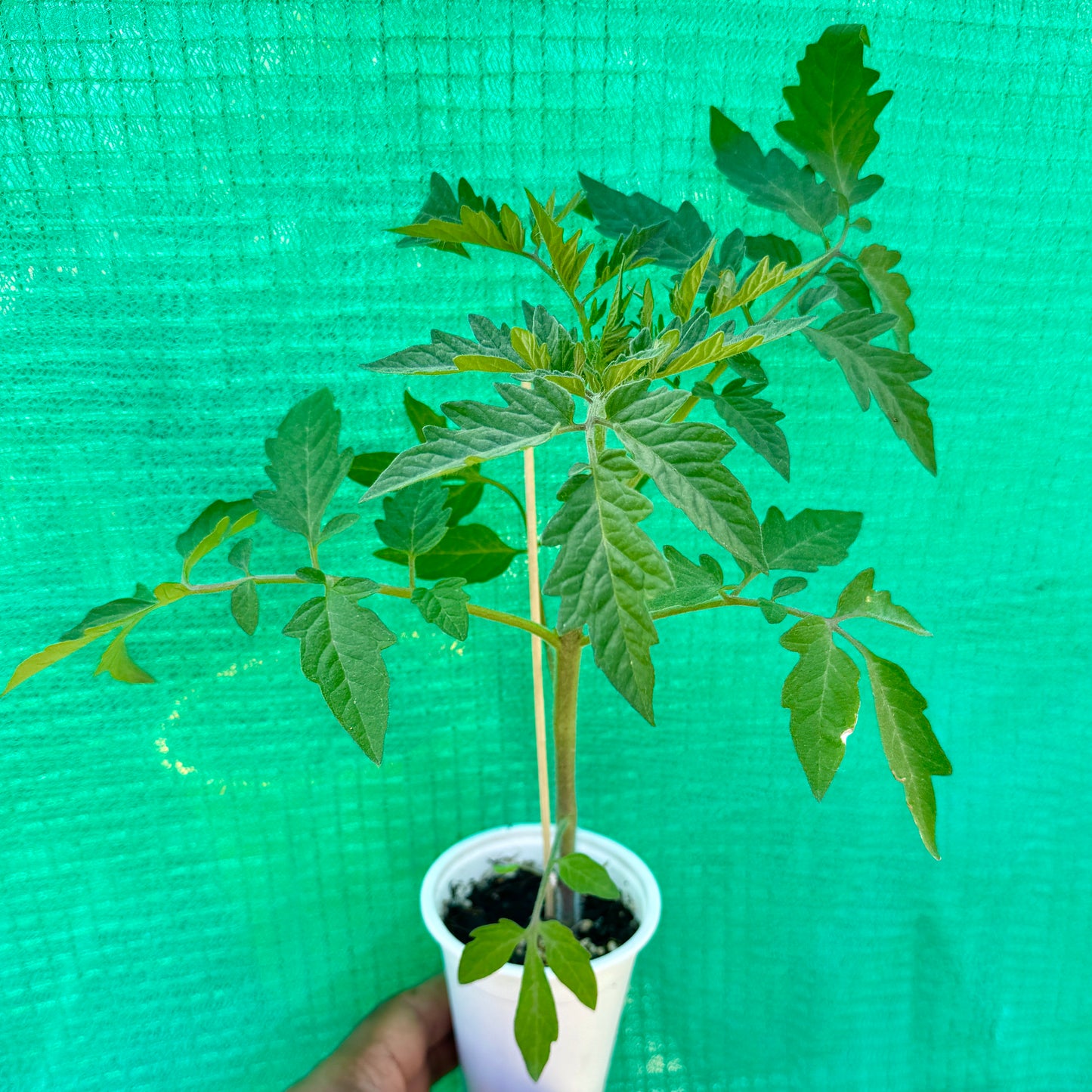 🍅 Super Tasty Yellow Tomato Seedlings (টমেটো চারা) | Soft, Delicious