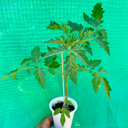 🍅 Super Tasty Yellow Tomato Seedlings (টমেটো চারা) | Soft, Delicious